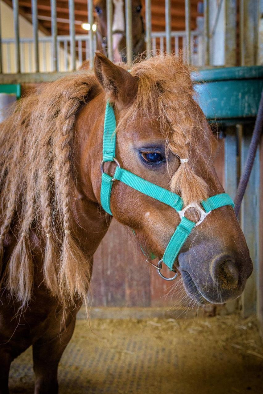 Hotel Horse Riding - Jezdecky Areal Trsice ภายนอก รูปภาพ